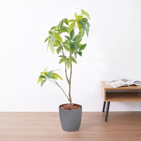 観葉植物 パキラ 23027 ホワイト【代引不可】【同梱不可