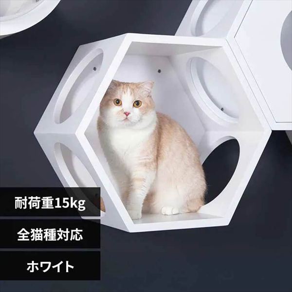 BUSYCAT�Z�p�n�E�X