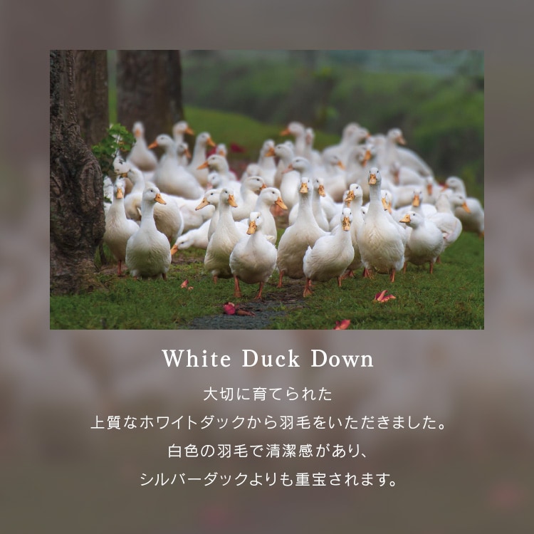 超軽量ダウン93%羽毛ふとん|全2色_9