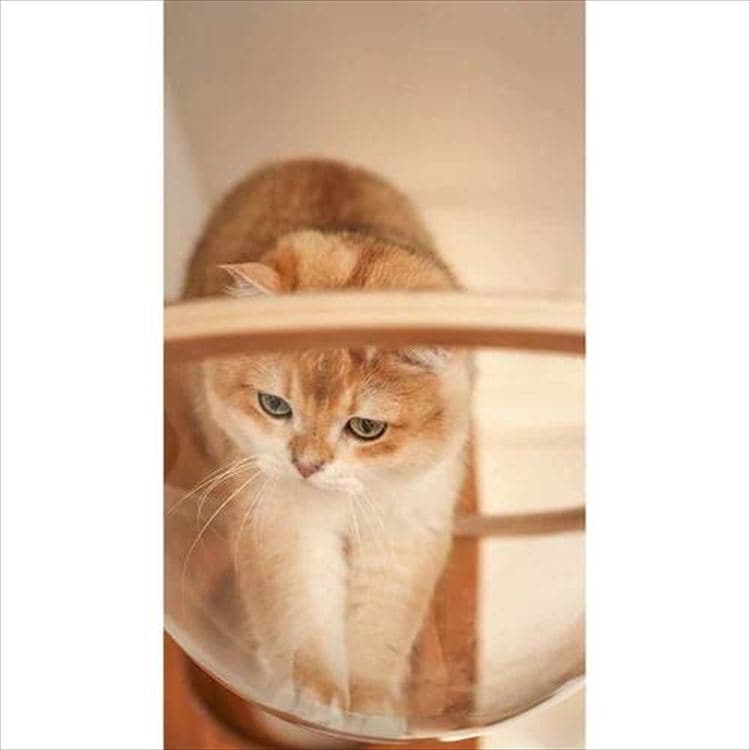 AURA���̓L���b�g�x�b�h MZ0004 _5