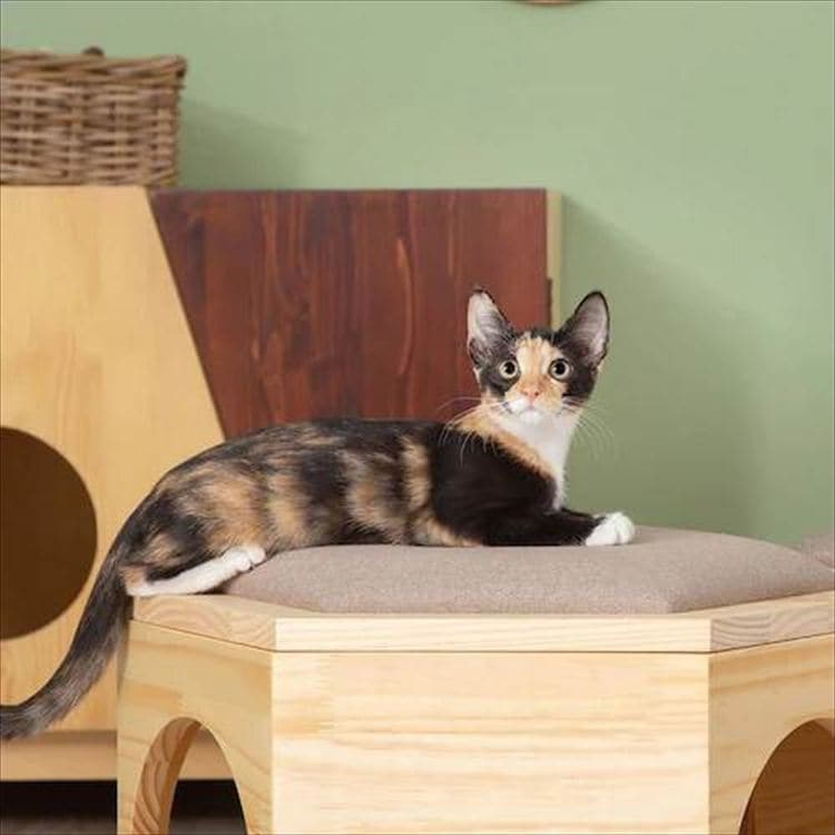 �Z�p�n�E�X�`�F�A�v���[�g MZ0023 _6