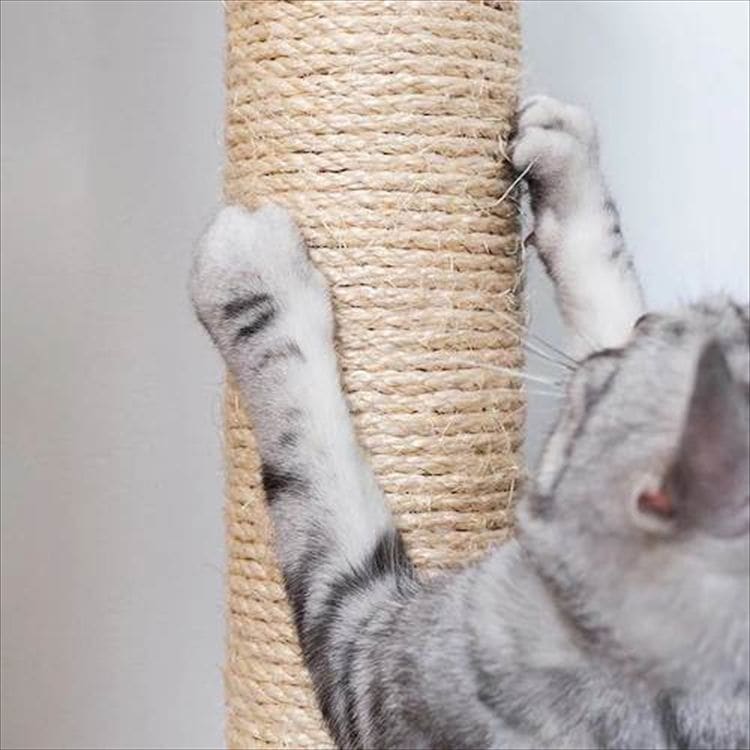 CYLINDER 爪とぎ 交換用ポール II MZ0029_3